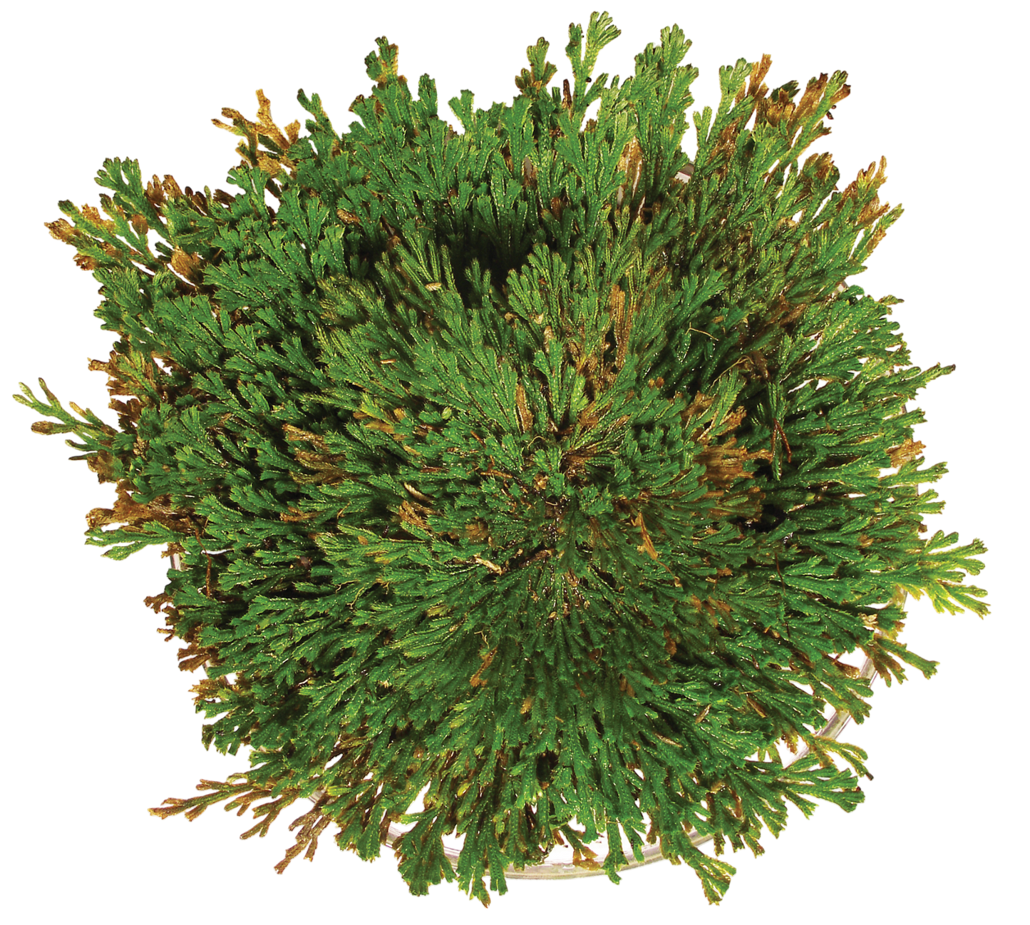 Dinosaur Plant - Multipack of 3