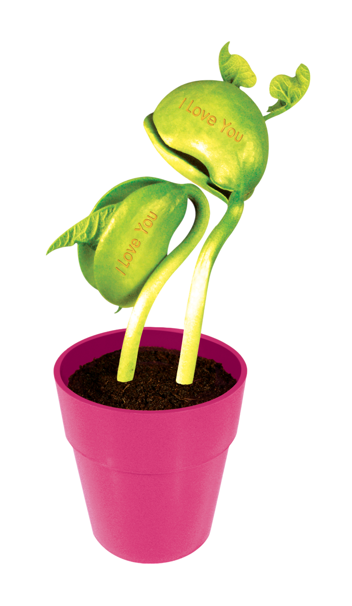 "I Love You" Bean Terrarium – Grow a Message of Love