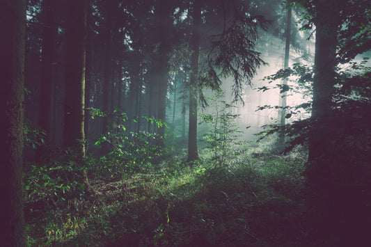 Serene bamboo forest path with soft morning light and peaceful zen atmosphere