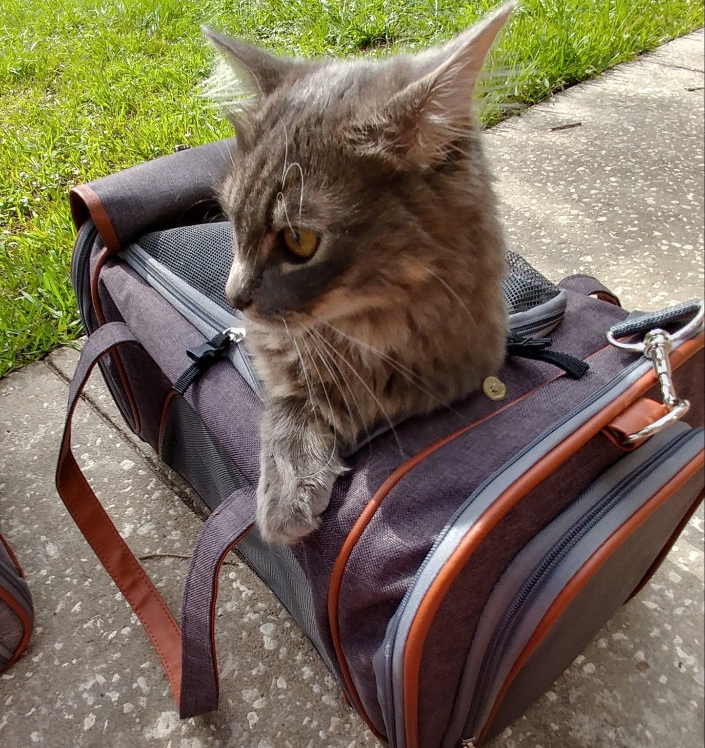 Sac de transport pour animaux de compagnie de taille standard, homologué pour les compagnies aériennes, série Or, par Mr. Peanut