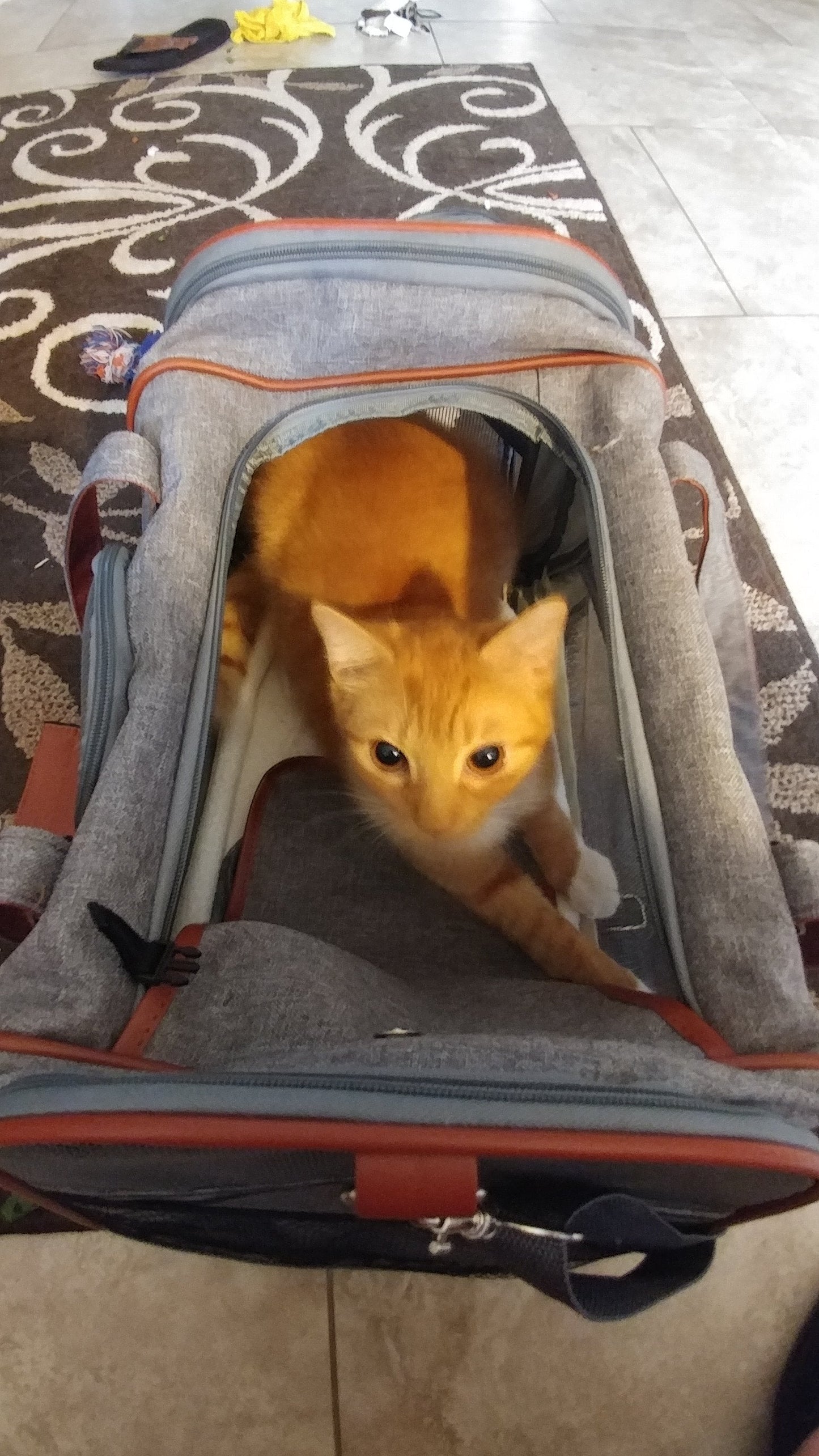 Sac de transport pour animaux de compagnie de taille standard, homologué pour les compagnies aériennes, série Or, par Mr. Peanut