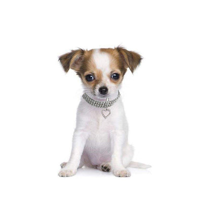 Collar de mascota con forma de corazón