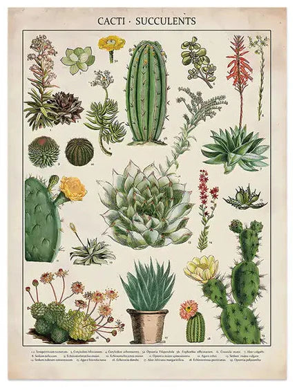 Botanical Succulents Canvas Art - Vintage Wall Decor 12"x 16"