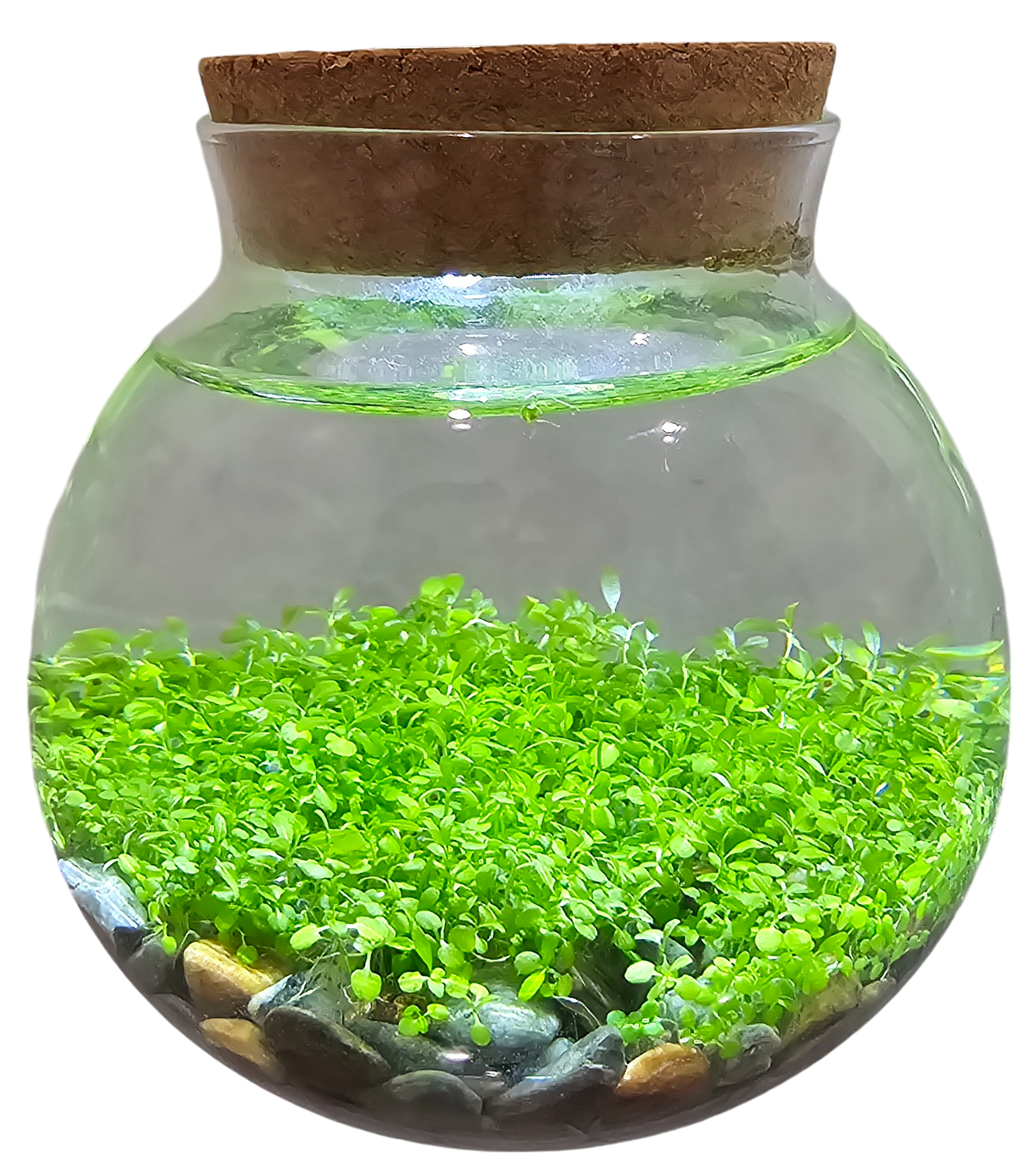 WaterPlants - Cultivez des plantes aquatiques luxuriantes à partir de graines ! Prospère avec un minimum d'entretien