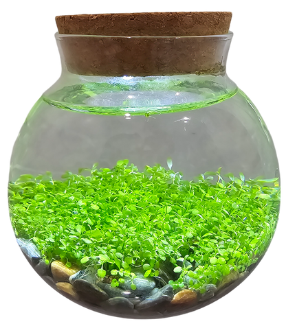 WaterPlants - Cultivez des plantes aquatiques luxuriantes à partir de graines ! Prospère avec un minimum d'entretien