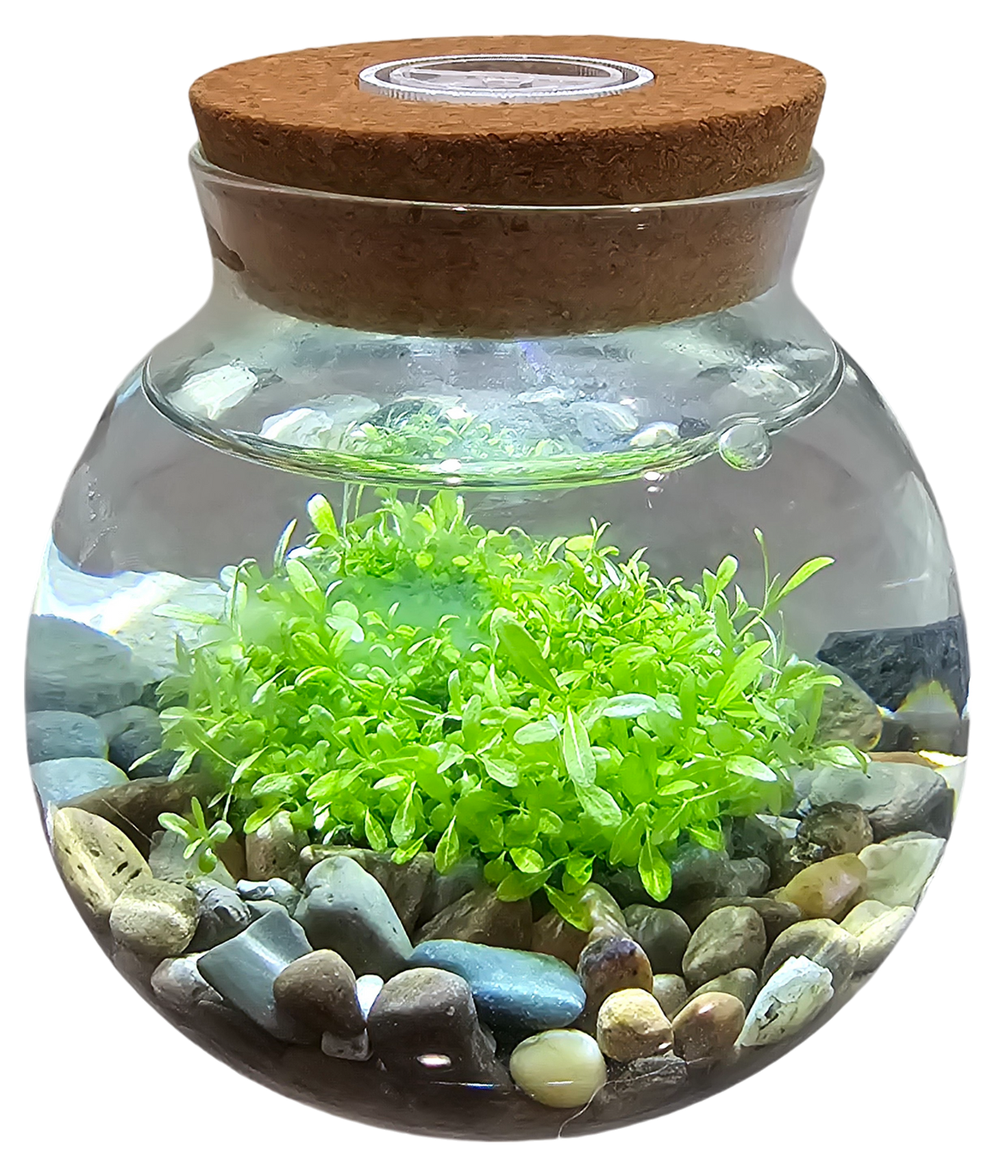 WaterPlants - Cultivez des plantes aquatiques luxuriantes à partir de graines ! Prospère avec un minimum d'entretien