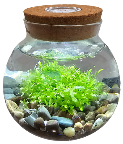 WaterPlants - Cultivez des plantes aquatiques luxuriantes à partir de graines ! Prospère avec un minimum d'entretien
