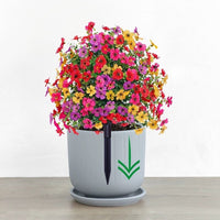Eucalyptus Violet Floor Outlet Garden Green Plant