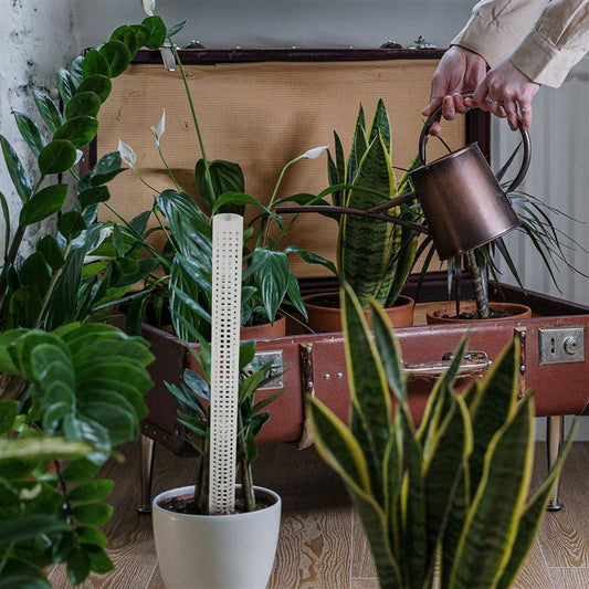 Piliers de mousse d'eau pour plantes grimpantes et plantes vertes
