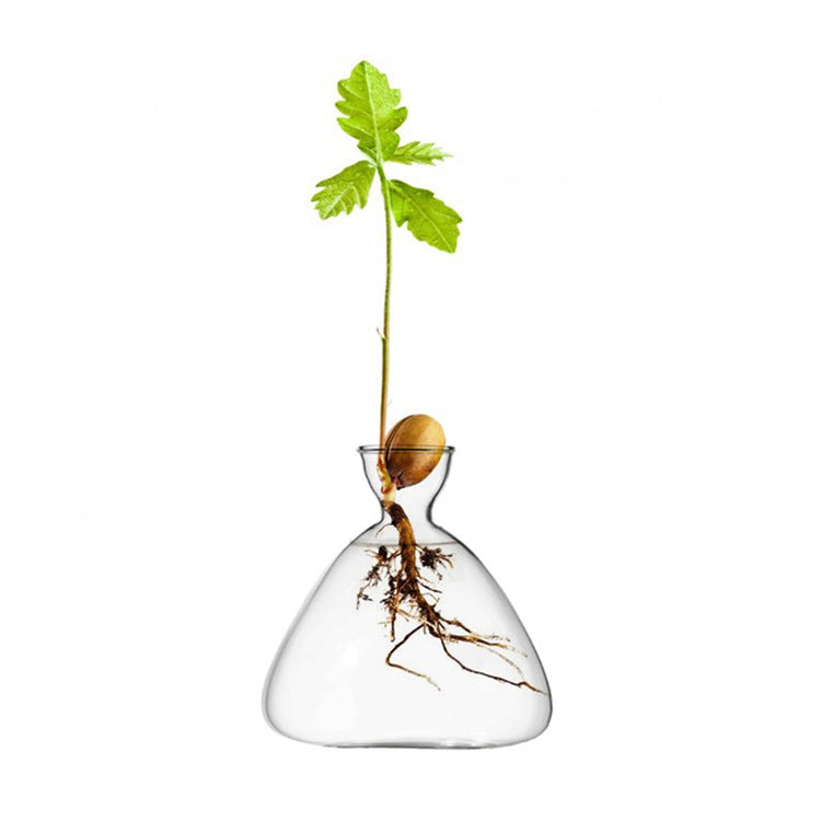 Borosilicate Glass Avocado Vase Hydroponic Seed Vase Living Room Decoration