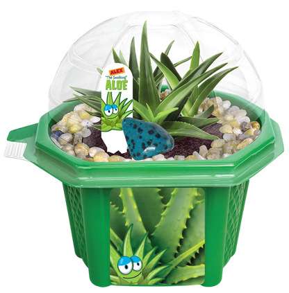Terrarium micro-dôme apaisant Aloé d'Alex