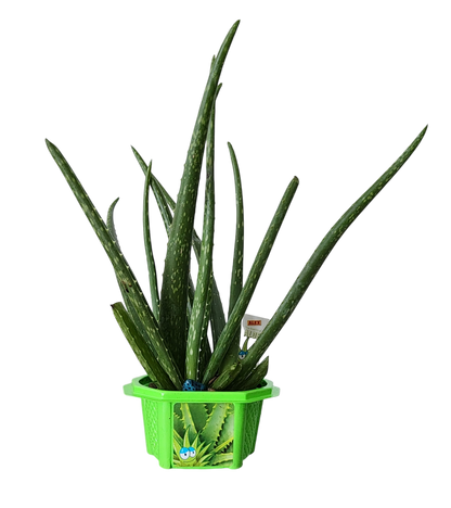 Terrarium micro-dôme apaisant Aloé d'Alex