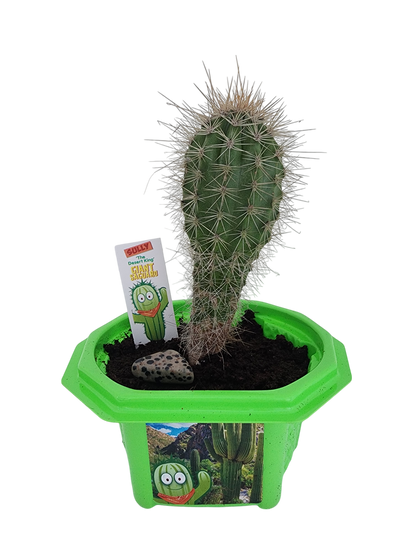 Sully 'The Desert King' Giant Saguaro Micro Dome Terrarium