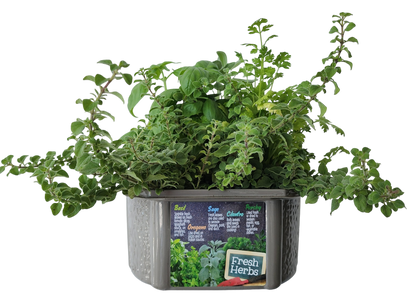 Culinary Herb Collection Biosphere Terrarium