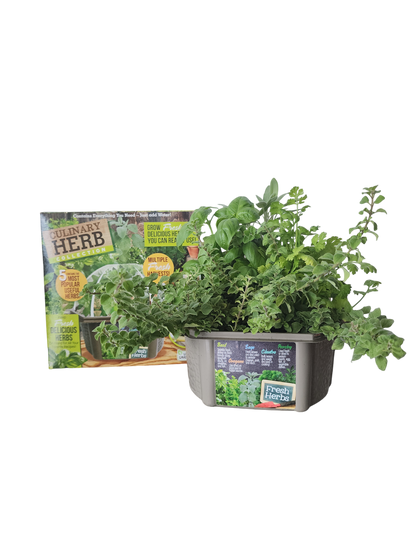 Culinary Herb Collection Biosphere Terrarium