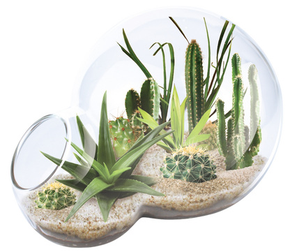 Desert Escape Growarium Succulent and Cacti Seed Terrarium Kit
