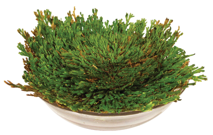 Dinosaur Plant -  Multipack of 3