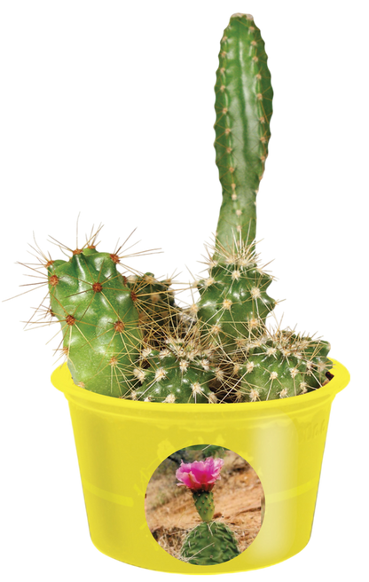 Eco Seed Sprouts Caring Carol Cactus - Multipack of 5