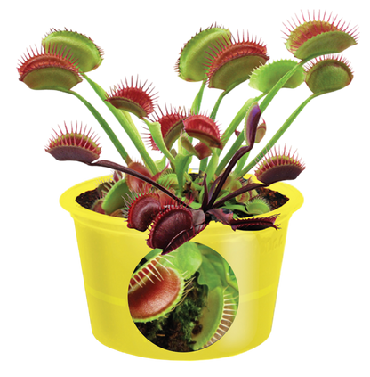 Eco Seed Sprouts 6 Variety Assortment Pack – 1 of Each