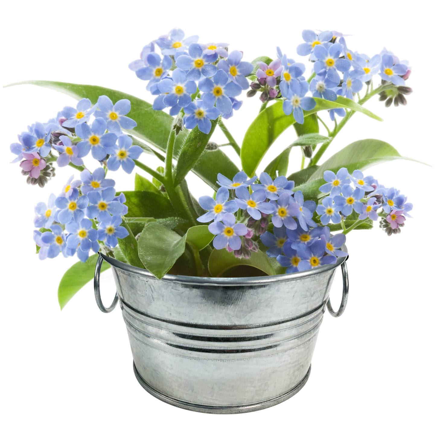 Flowering Tin Garden Paquete Surtido - 1 unidad de 3 variedades
