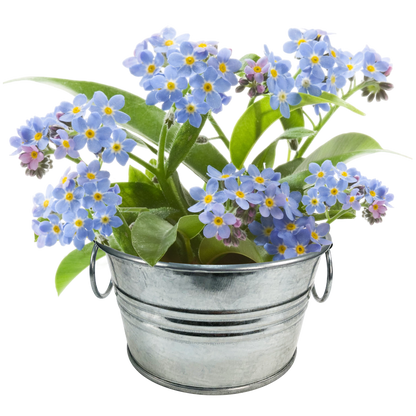 Flowering Tin Garden Paquete Surtido - 1 unidad de 3 variedades