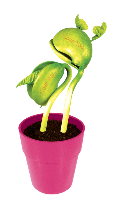 "I Love You" Bean Terrarium – Grow a Message of Love