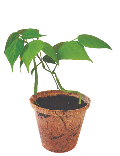 Green Bush Beans Plant-It-Starters - Multipack of 4