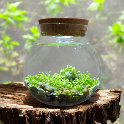 WaterPlants - Cultivez des plantes aquatiques luxuriantes à partir de graines ! Prospère avec un minimum d'entretien