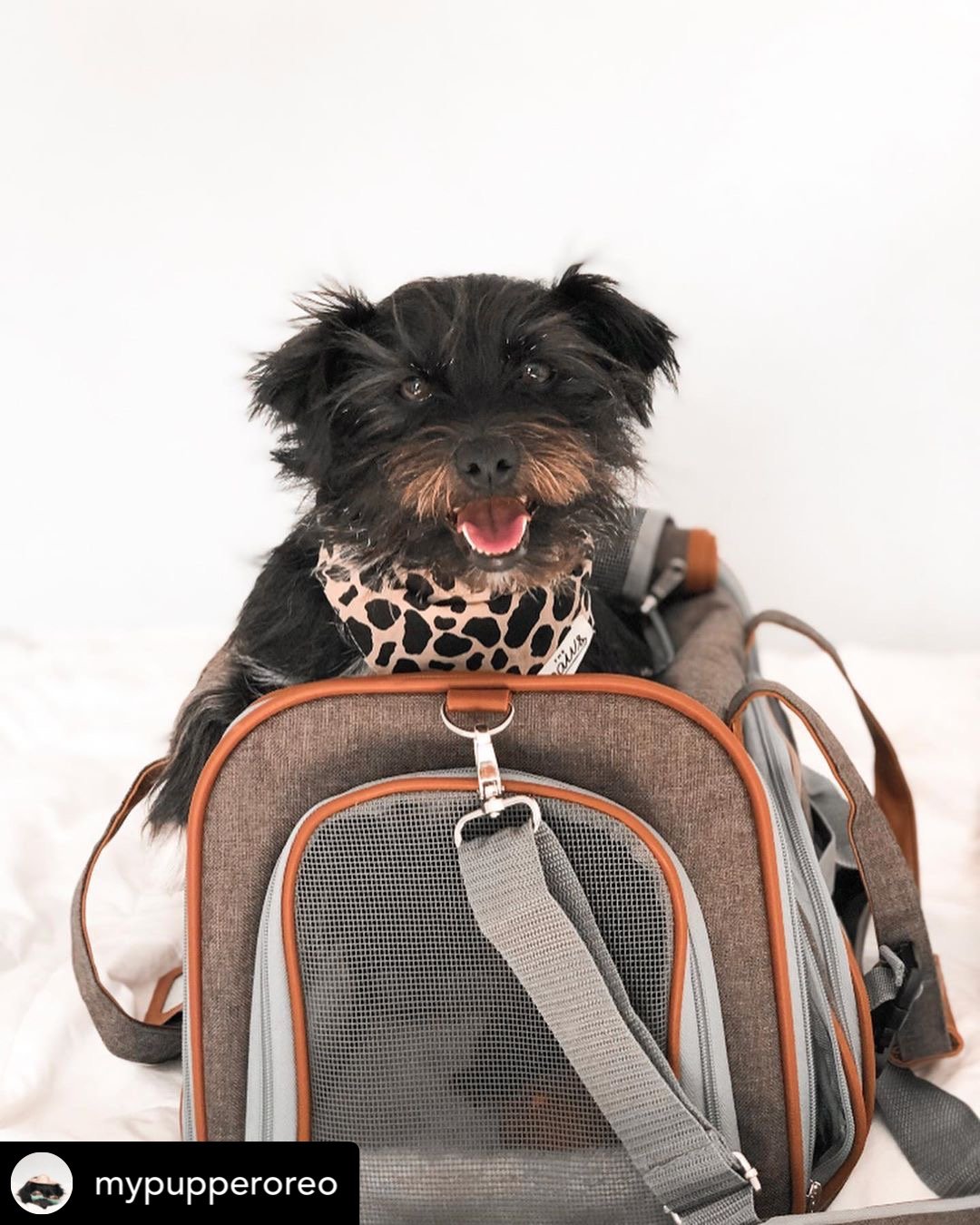 Sac de transport pour animaux de compagnie de taille standard, homologué pour les compagnies aériennes, série Or, par Mr. Peanut