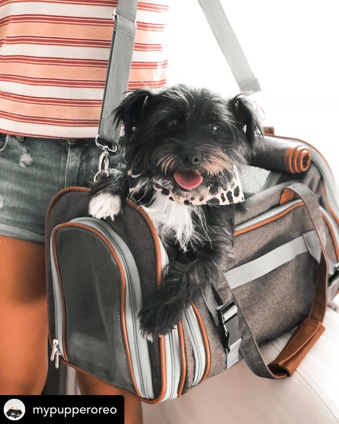 Sac de transport pour animaux de compagnie de taille standard, homologué pour les compagnies aériennes, série Or, par Mr. Peanut