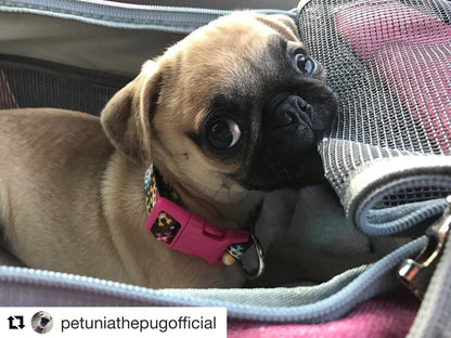 Sac de transport pour animaux de compagnie de taille standard, homologué pour les compagnies aériennes, série Or, par Mr. Peanut