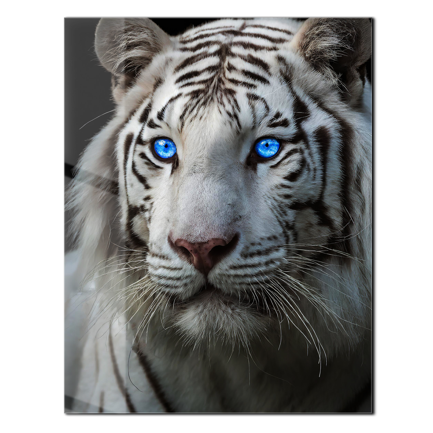 Art mural en verre Tigre blanc aux yeux bleus – Portrait saisissant d'une faune majestueuse au regard perçant-KAFCD016