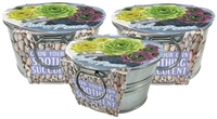 Pail of Peace - Grow Your Own Succulents Multipack of 3