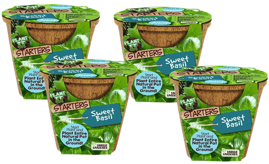 Plantons de basilic - Pack de 4