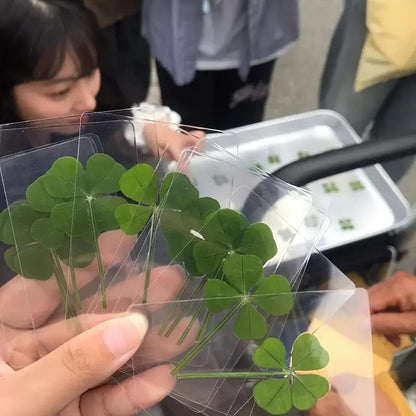 15Pcs Lucky Simulation Four-Leaf Clover Postcards Shamrock Stems Transparent Wishing Cards Ideal for Bookmarks & Decorations