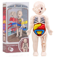 Human Body Organ Anatomy Model | 13-Piece Montessori Science Toy Set