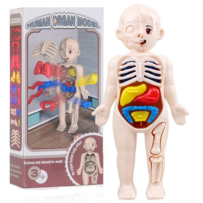 Human Body Organ Anatomy Model | 13-Piece Montessori Science Toy Set