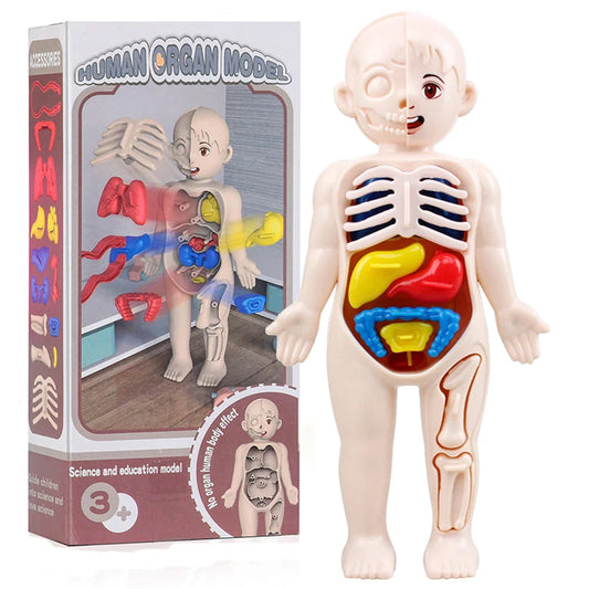 Human Body Organ Anatomy Model | 13-Piece Montessori Science Toy Set