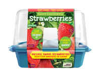 Sweet Everbearing Strawberries Sprouter Terrarium