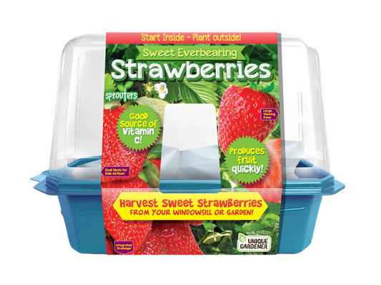 Terrarium à germer pour fraises Everbearing douces