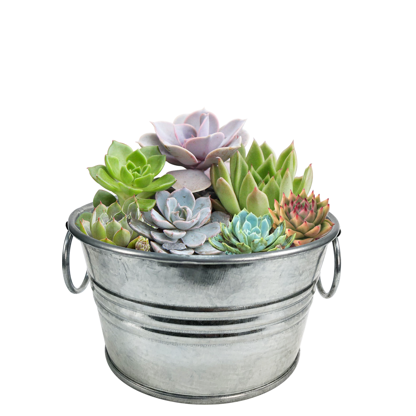 Flowering Tin Garden Paquete Surtido - 1 unidad de 3 variedades