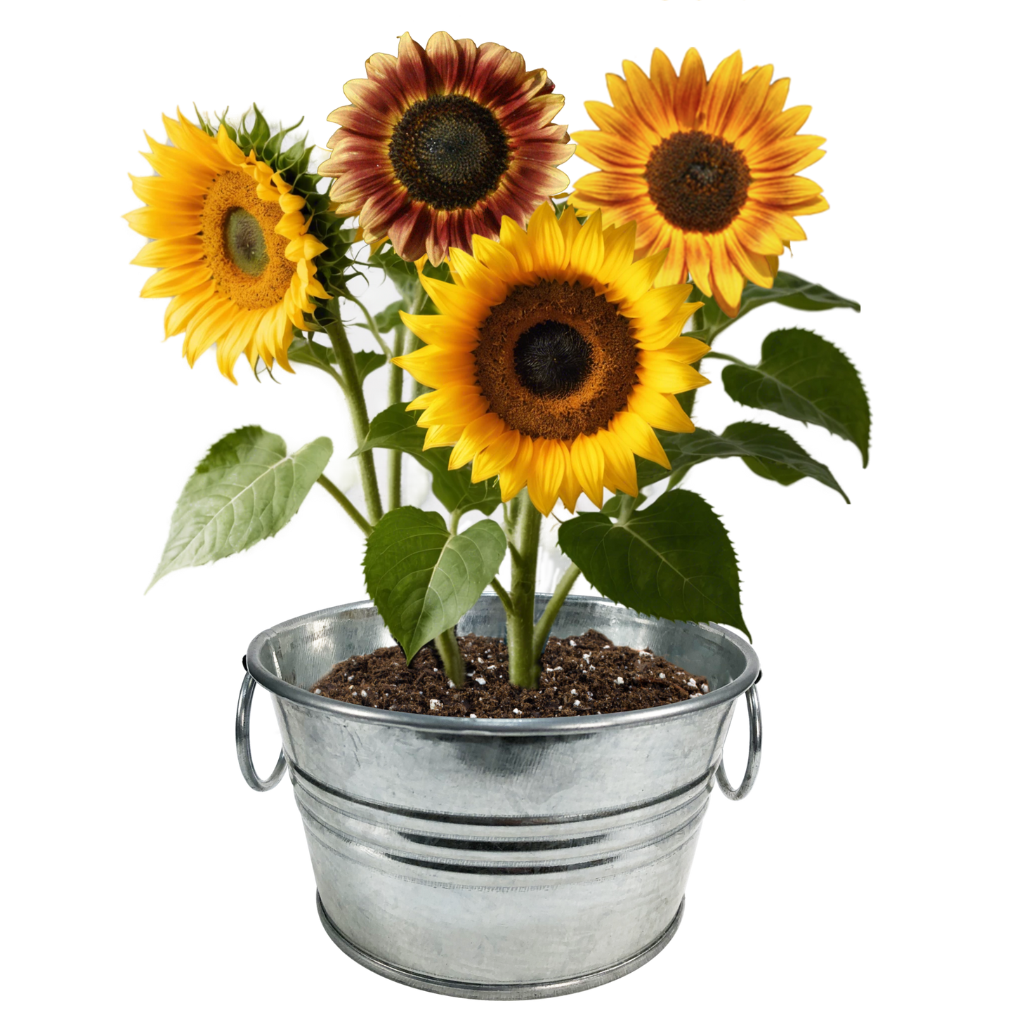 Un seau de soleil – Cultivez vos propres tournesols (lot de 3)