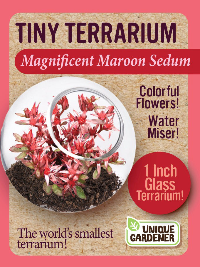 Sedum Tiny Terrariums Bundle - 1 each of 4 Varieties