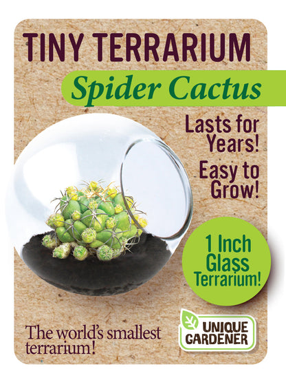 Cacti Tiny Terrariums Bundle - 1 each of 6 Varieties