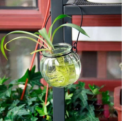 Vase en verre pour culture hydroponique
