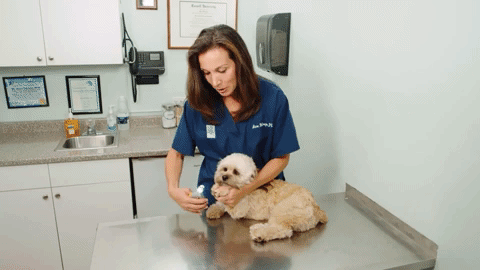 PawGuard Pro Dog Nail Clippers with Safety Sensor Stainless Steel